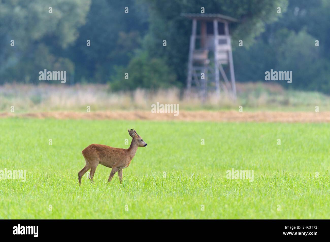 roebuck (capreolus capreolus) in un prato, sullo sfondo un posto alto, agosto, estate, assia, germania, europa Foto Stock