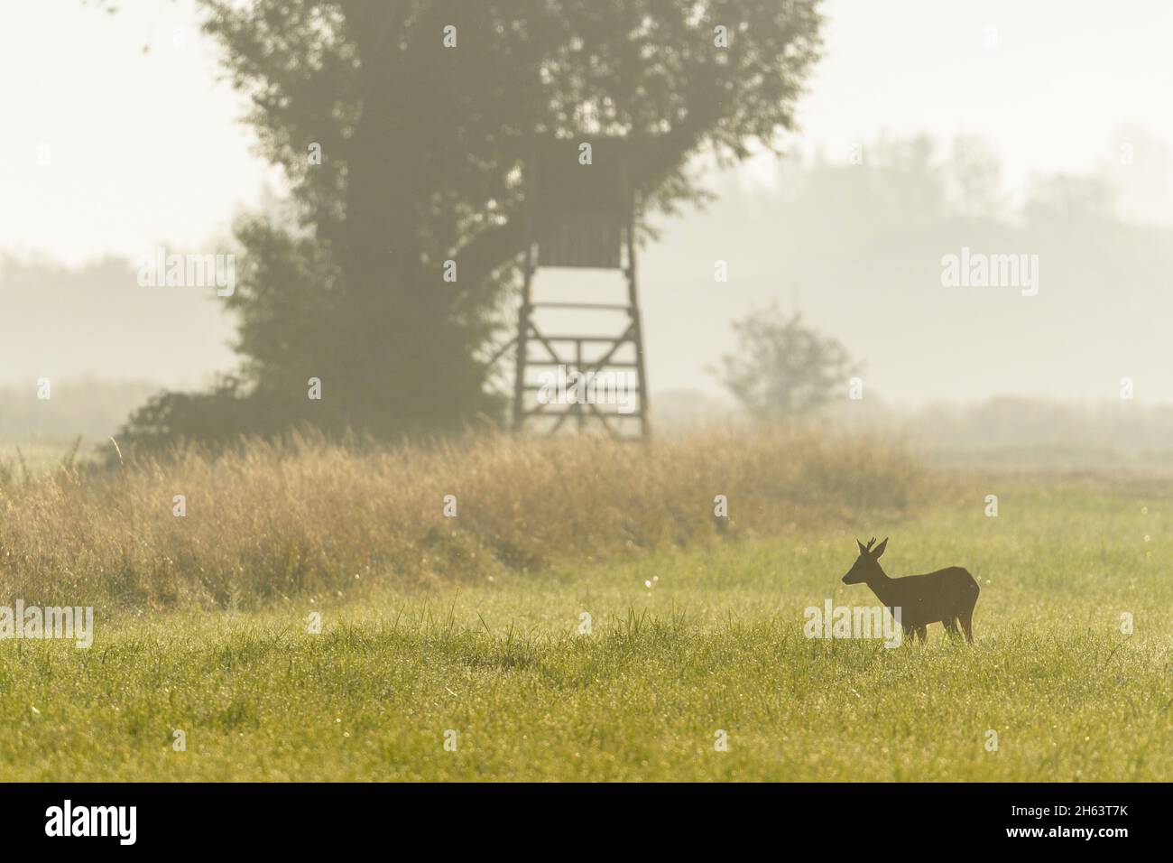roebuck (capreolus capreolus) nella nebbia mattutina su un prato, sullo sfondo un sedile alto, agosto, estate, assia, germania Foto Stock
