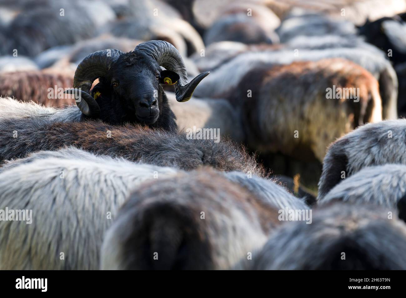 mandria di heidschnucken nella riserva naturale brughiera di lueneburg, germania, bassa sassonia Foto Stock