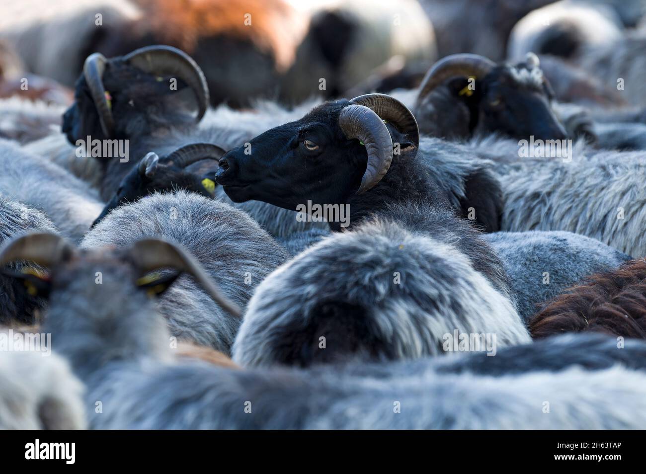 mandria di heidschnucken nella riserva naturale brughiera di lueneburg, germania, bassa sassonia Foto Stock