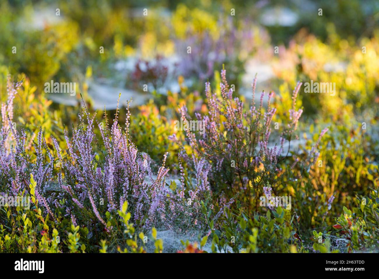 erica in fiore comune (calluna vulgaris) e cespugli di mirtilli brillano al sole del mattino, totengrund, riserva naturale vicino a wilsede vicino bispisingen, parco naturale di brughiera di lueneburg, germania, bassa sassonia Foto Stock