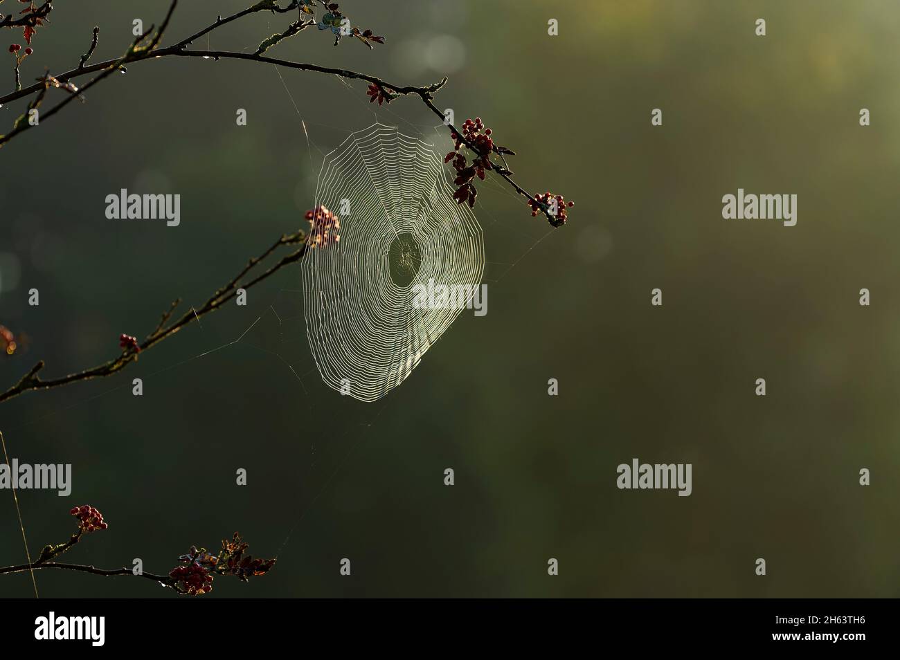 un ragno ha intessuto la sua rete artistica in un albero di rowan, luce del mattino, heide behringer, riserva naturale vicino a behringen vicino a bispisingen, parco naturale di lüneburg heath, germania, bassa sassonia Foto Stock