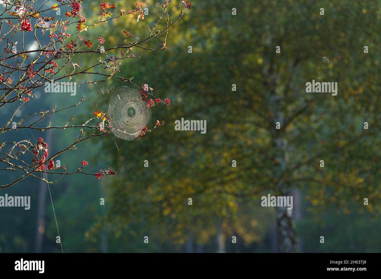 un ragno ha intessuto la sua rete artistica in un albero di rowan, luce del mattino, heide behringer, riserva naturale vicino a behringen vicino a bispisingen, parco naturale di lüneburg heath, germania, bassa sassonia Foto Stock