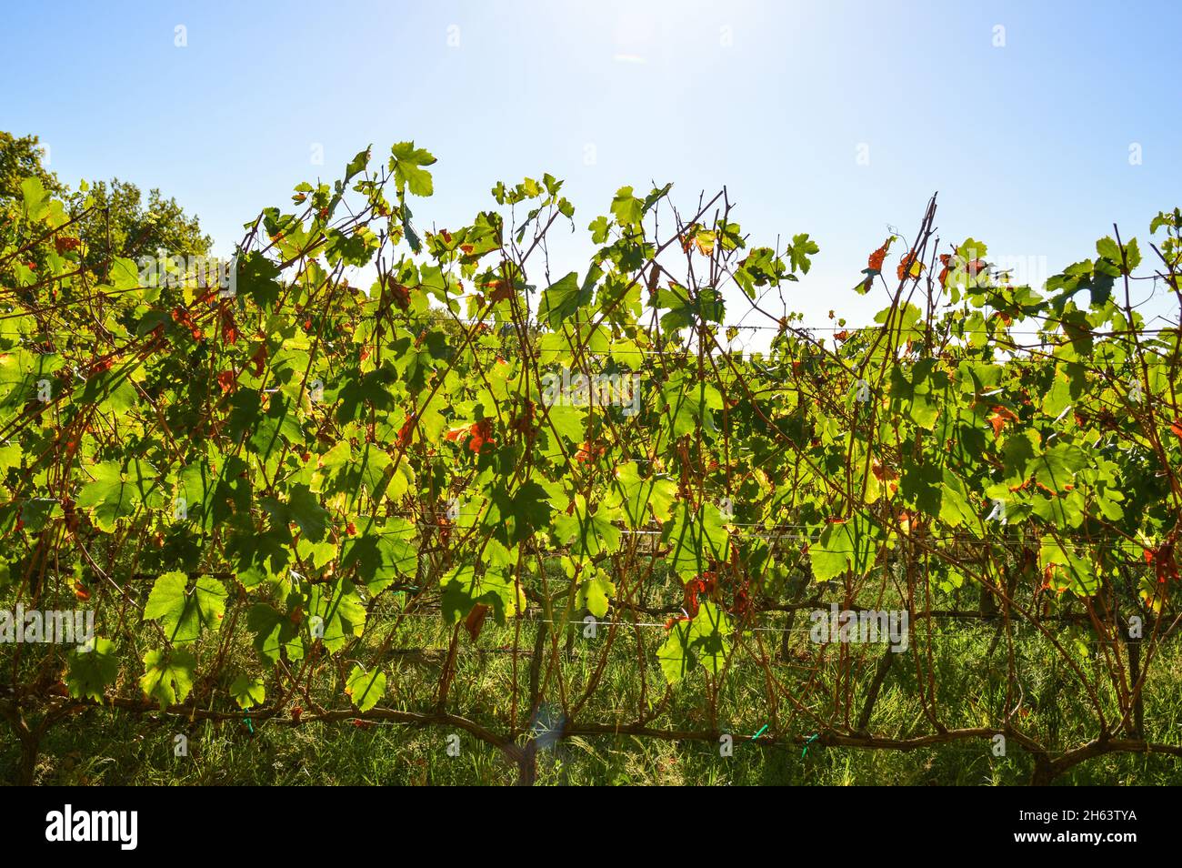 Stellenbosch cape Wineland o vigneto di uve Pinotage in Città del Capo Sud africa Foto Stock