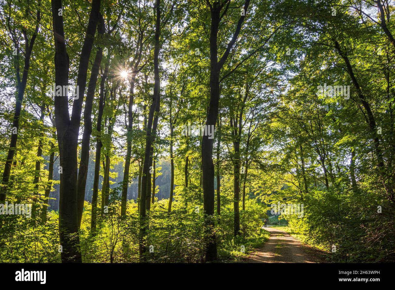 klosterneuburg, foresta di faggi a wienerwald, boschi di vienna, niederösterreich, bassa austria, austria Foto Stock