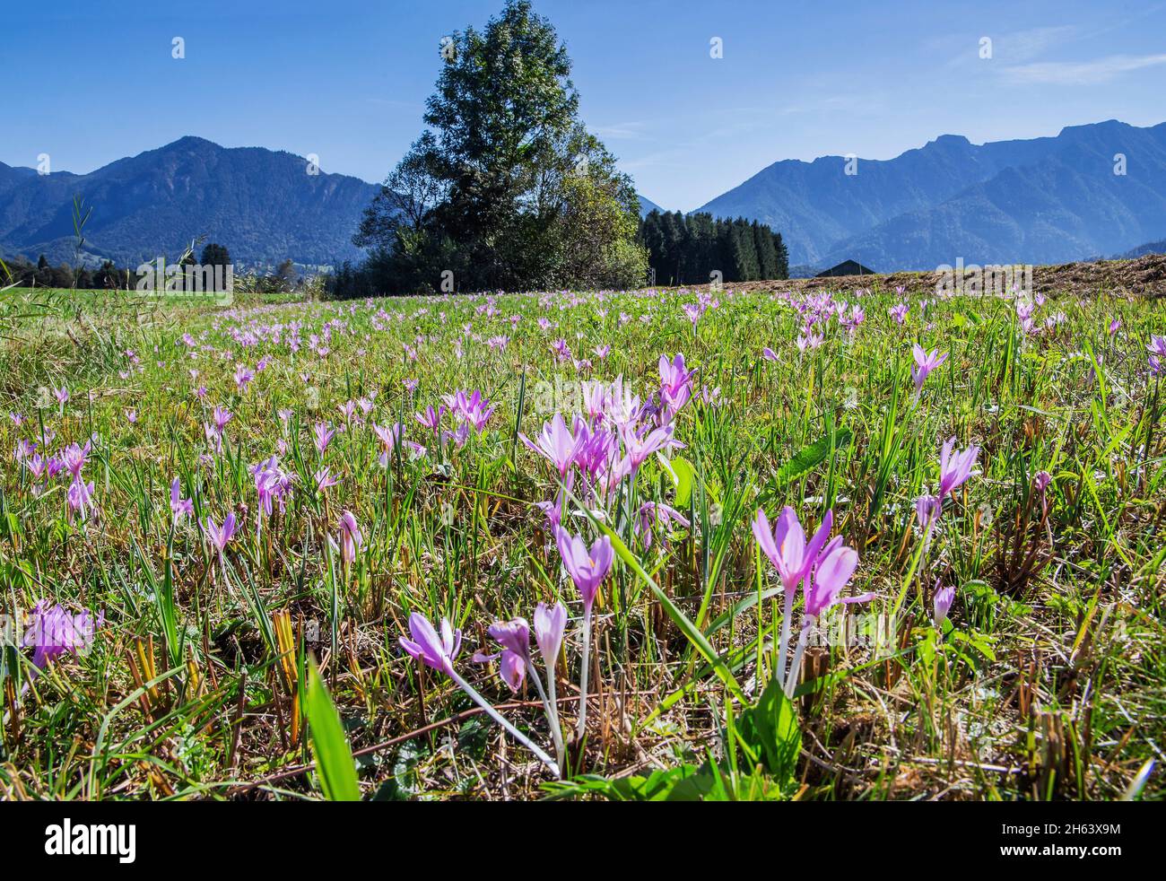 prato con colture autunnali nel murnauer moos, eschenlohe, loisachtal, das blaue terra, alta baviera, baviera, germania Foto Stock