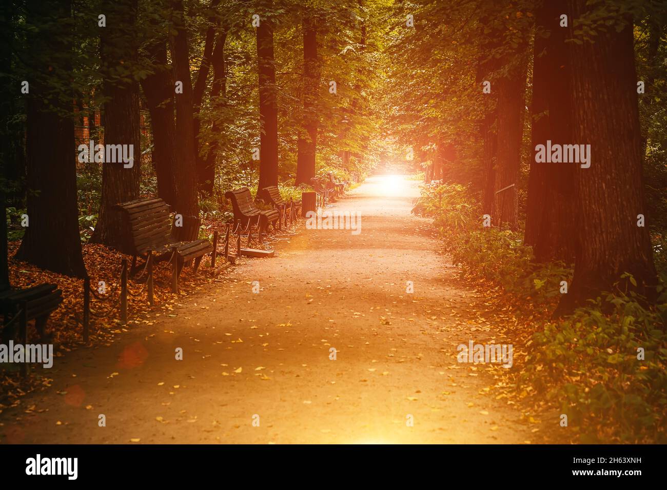 Passerella nel parco autunnale con panchine. Messa a fuoco selettiva soft. Sfondo autunno. Foto Stock