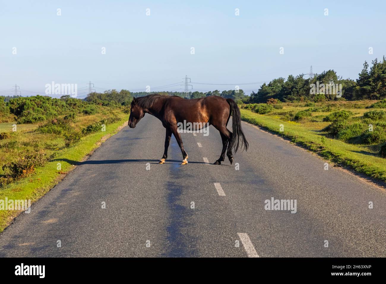 inghilterra, hampshire, la nuova foresta, cavallo nero attraversando strada vuota Foto Stock