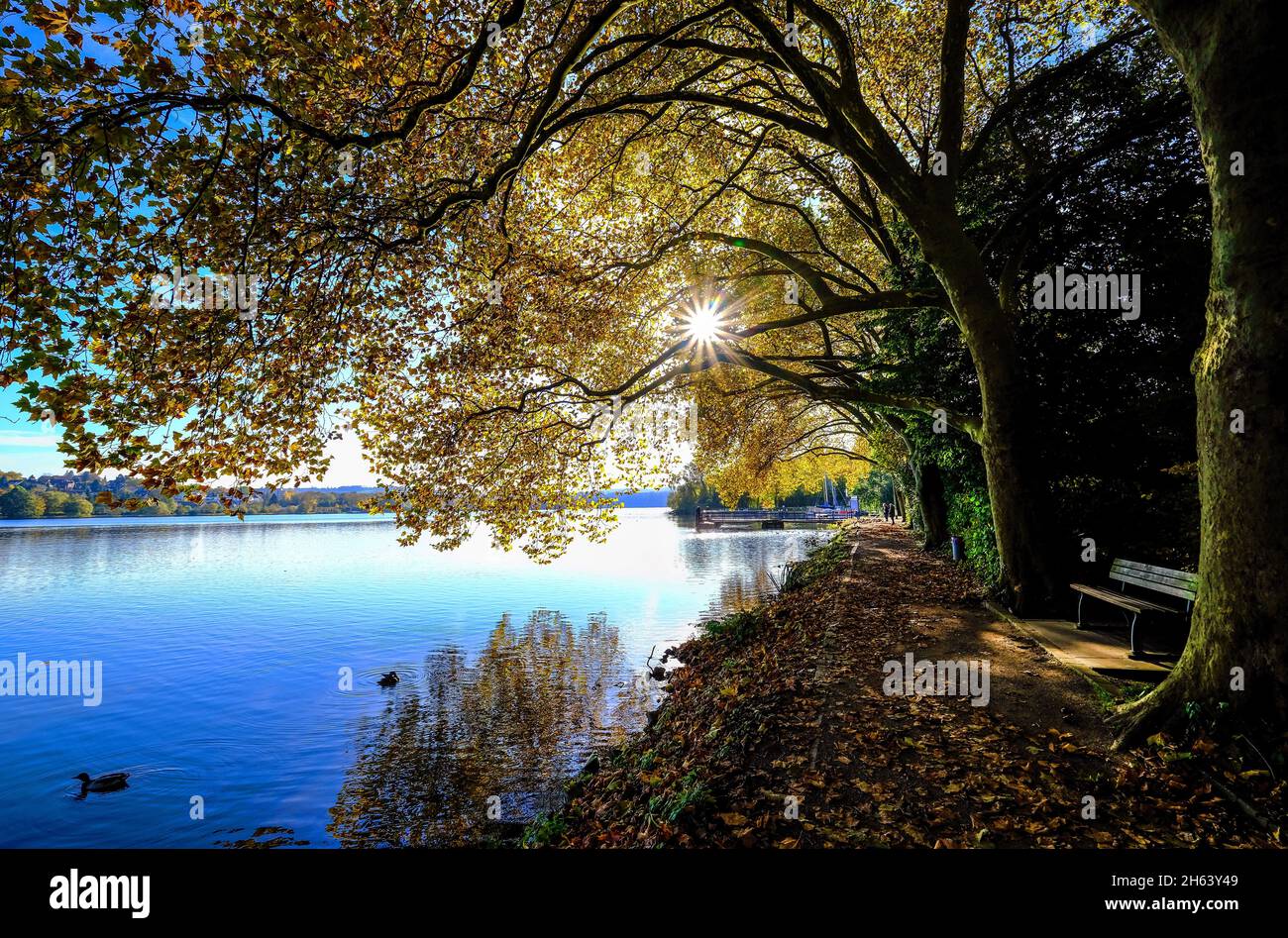 essen,nord reno-westfalia,germania - autunno dorato al lago baldeney. Foto Stock