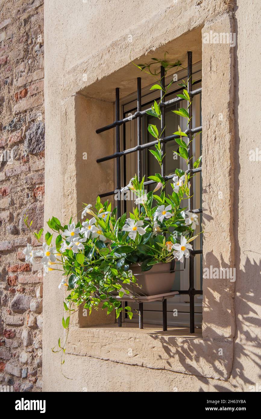 finestra con fioriera su edificio storico,borghetto,frazione di valeggio sul mincio,borgo mulino,pianura padana,provincia di verona,veneto,italia Foto Stock