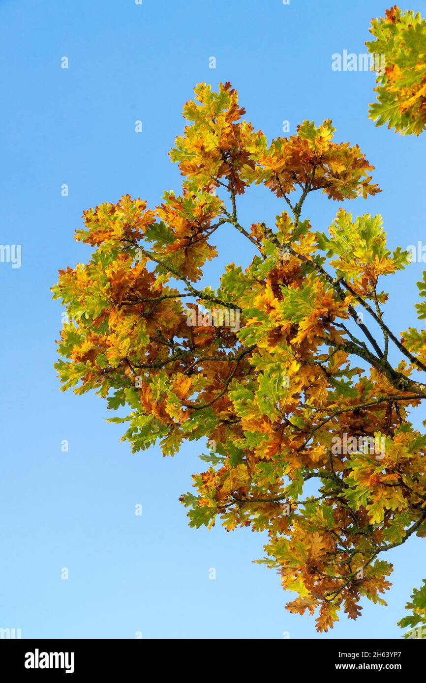 germania,baden-wuerttemberg,irndorf,foglie autunnali di quercia colorata, Foto Stock
