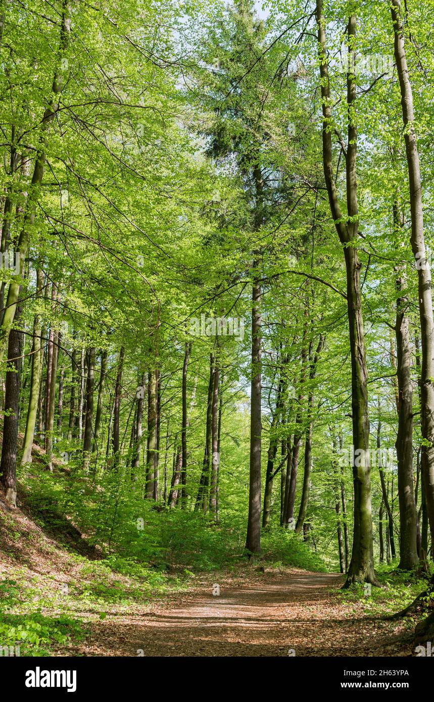 germania,baden-wuerttemberg,sipplingen,sentiero escursionistico attraverso la foresta decidua tra haldenhof e zimmerwiese. Foto Stock