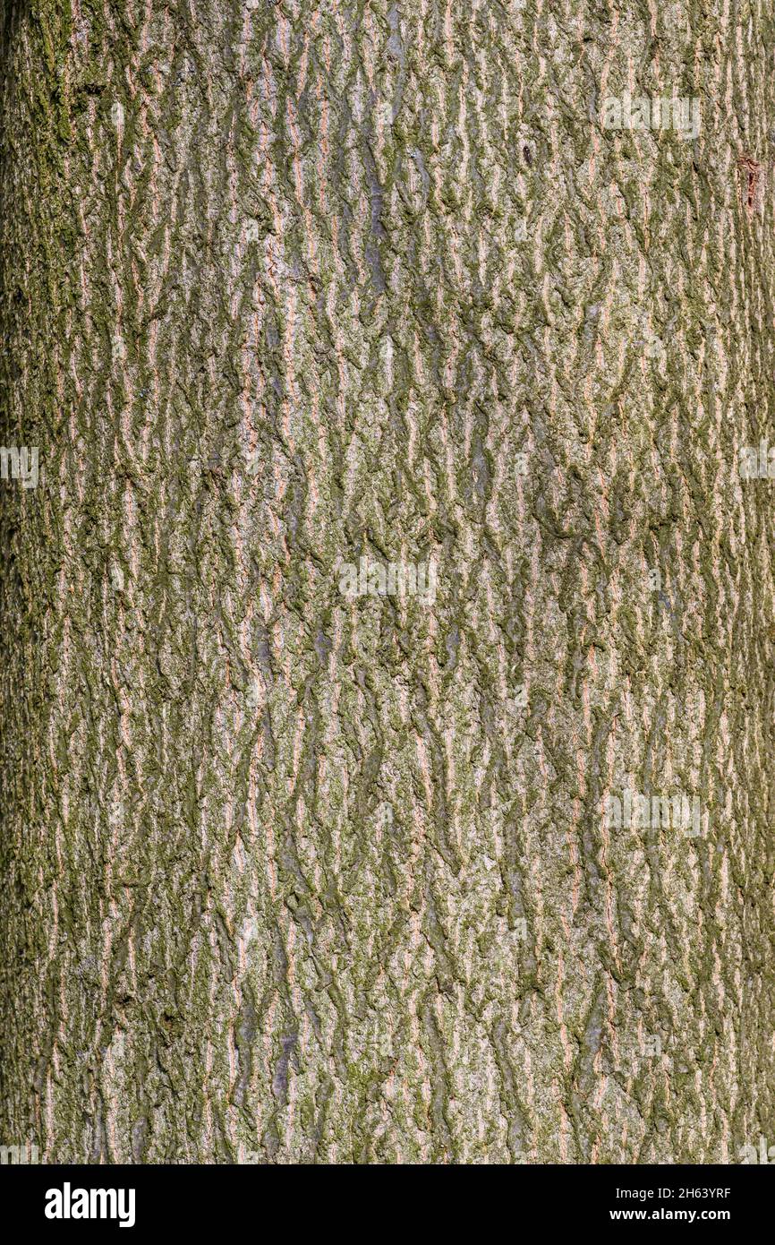 germania,baden-wuerttemberg,corteccia,la quercia palude,anche quercia gree,quercia chiodo,boulevard quercia, Foto Stock