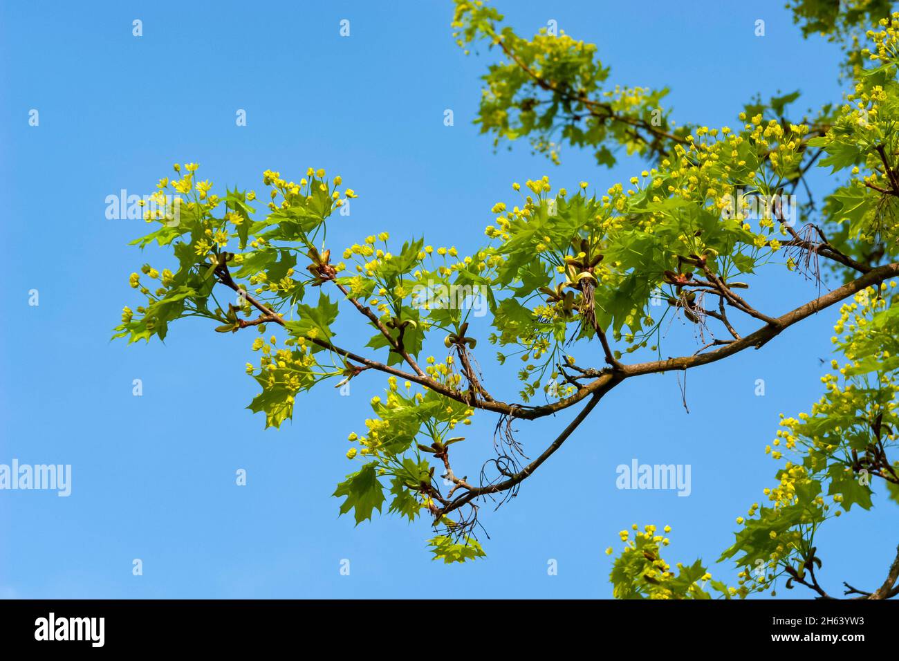 germania,baden-wuerttemberg,obbels giallo-verde dell'acero norvegese,acero a punta, 'acer platanoides' Foto Stock