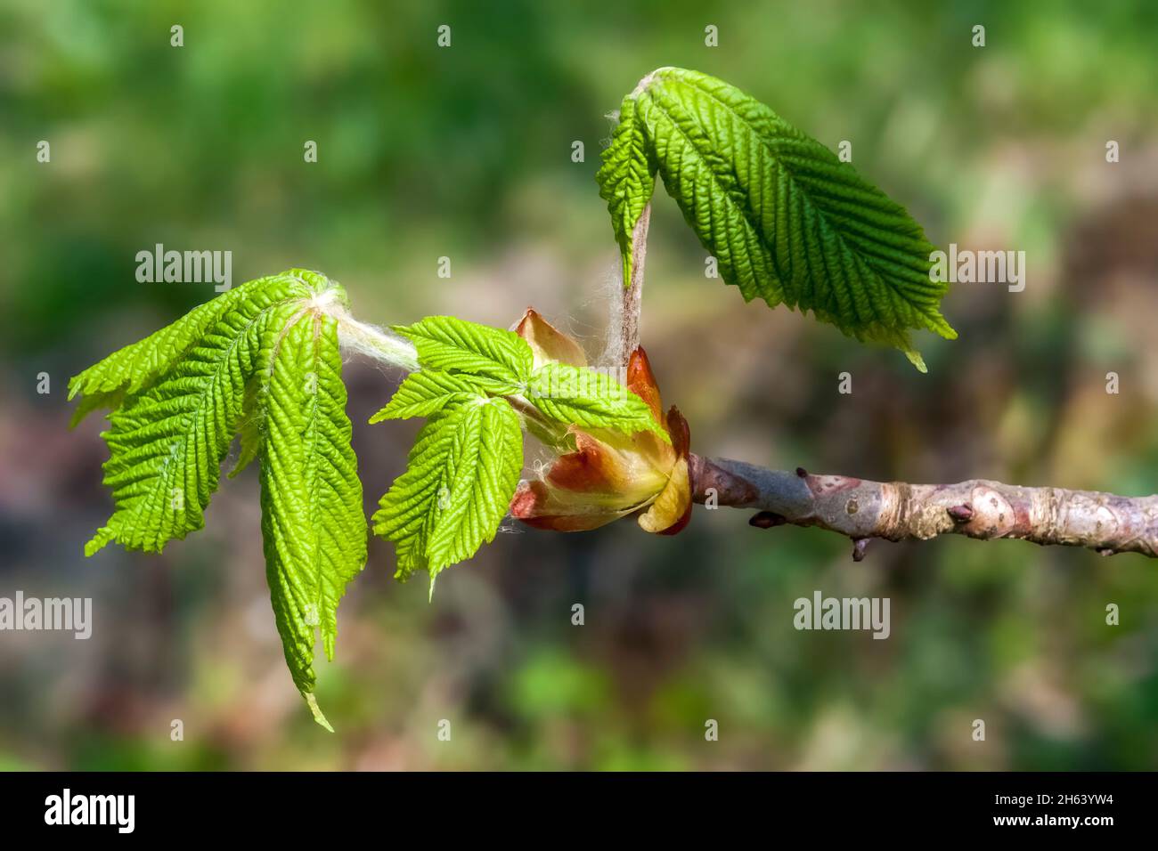 germania,baden-wuerttemberg,castagno,balestra,castagno, Foto Stock