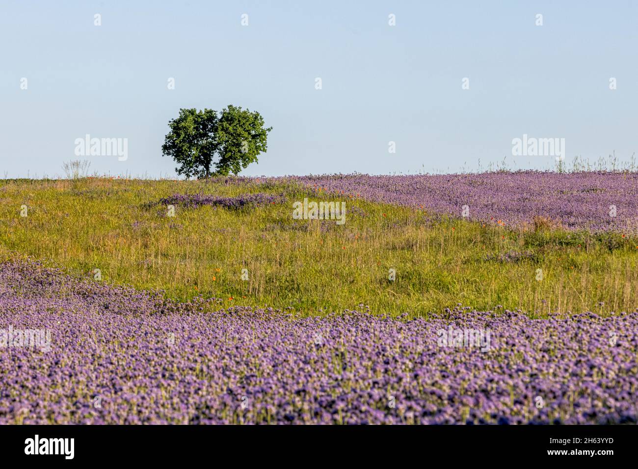 campo viola con albero a forma di cuore sulla cima di una collina Foto Stock