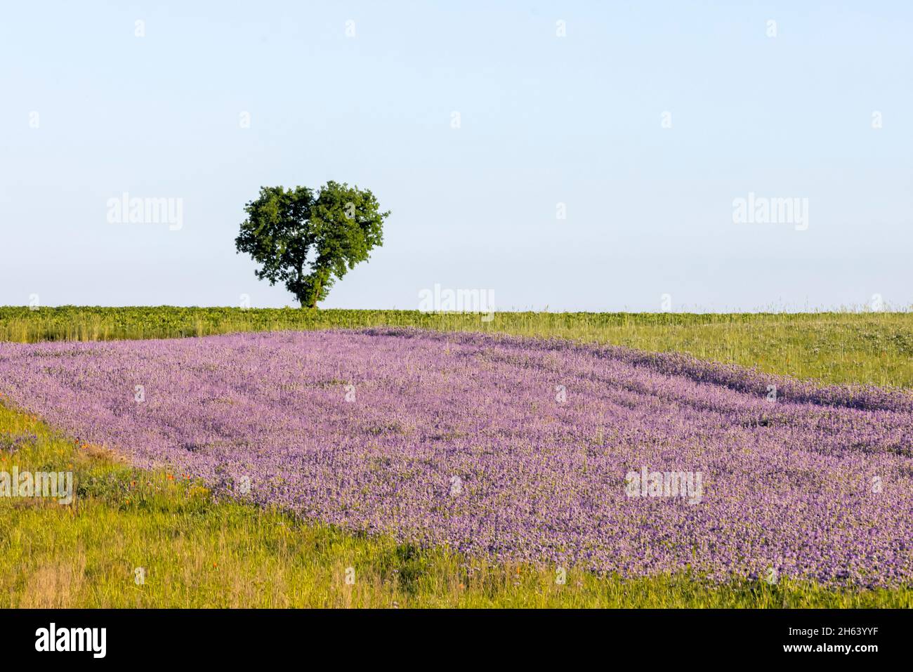 campo viola con albero a forma di cuore sulla cima di una collina Foto Stock