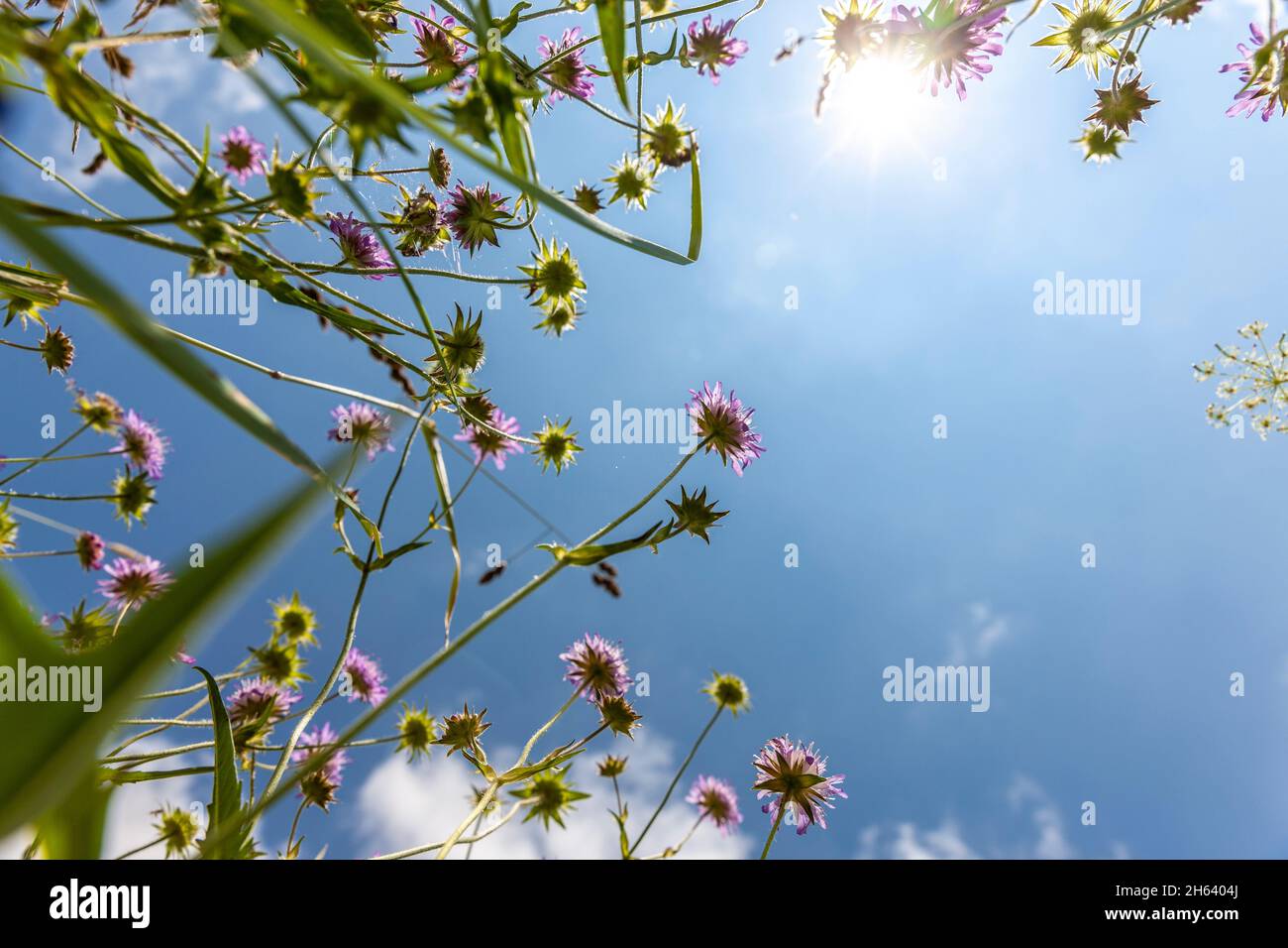 fiori di prato fotografati contro il cielo blu Foto Stock