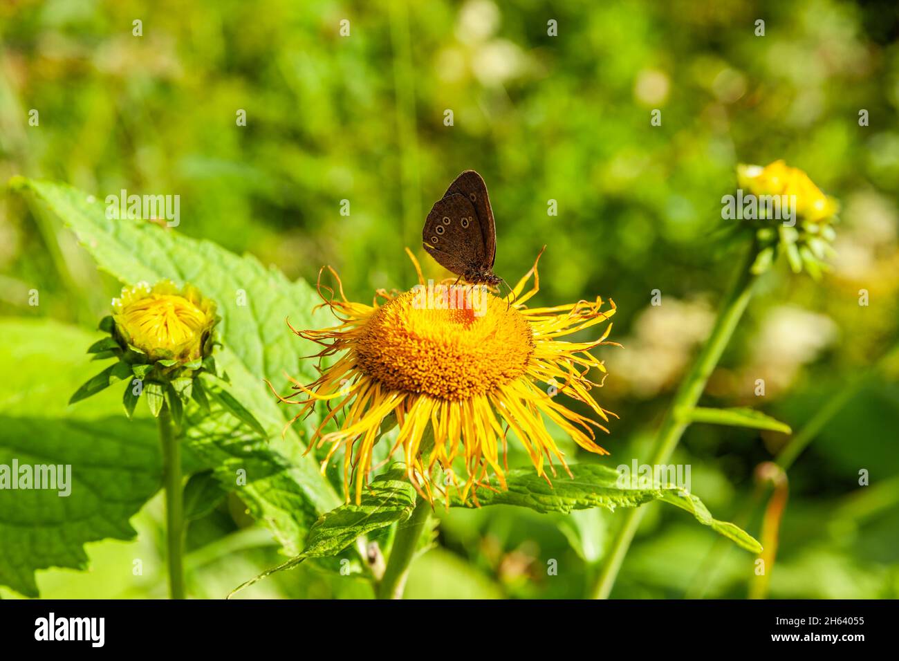 Farfalla su un fiore giallo Foto Stock