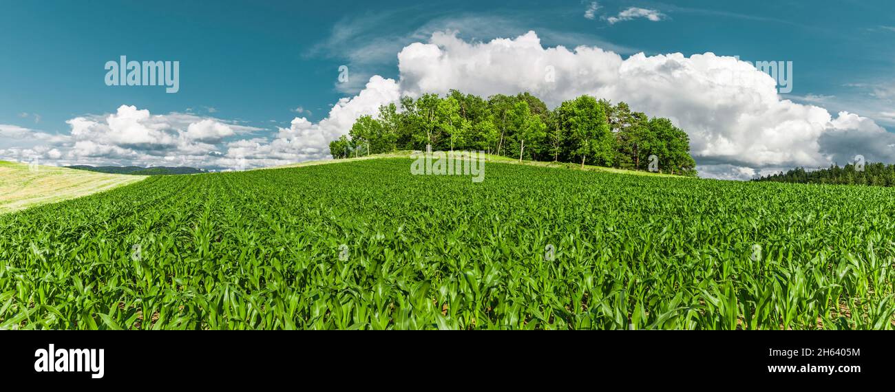 campo di mais verde giovane in estate Foto Stock