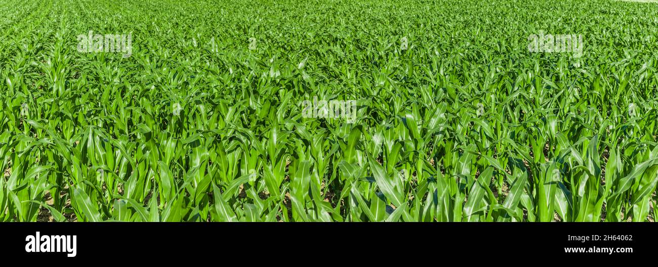 campo di mais verde giovane in estate Foto Stock