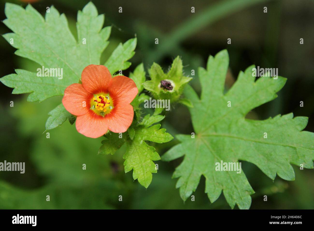 Scarlatto pimpernel (Anagallis arvensis), un'erbaccia nociva in Australia. Foto Stock