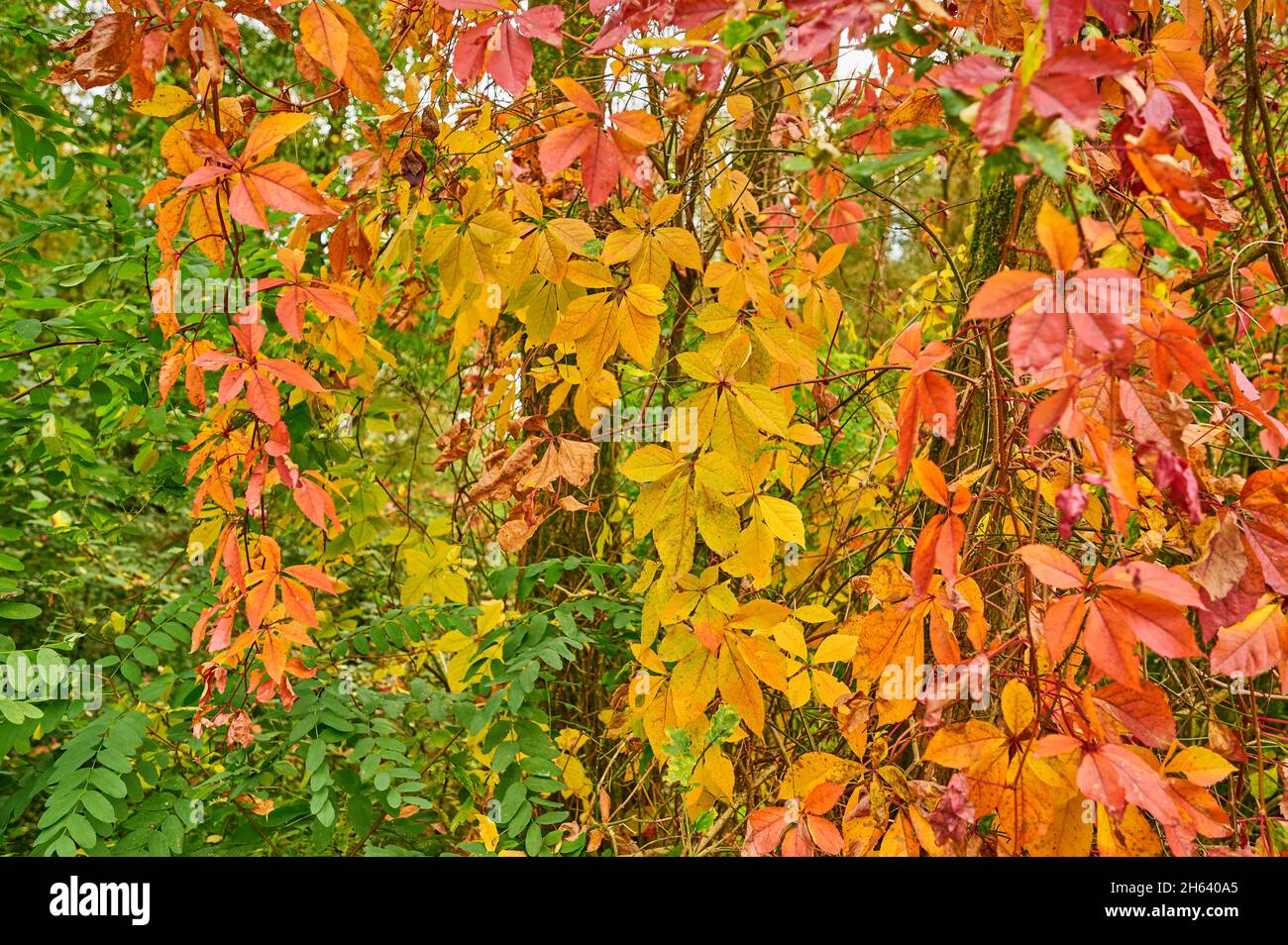 vite selvaggia, vite da maida auto-arrampicante, autunno Foto Stock