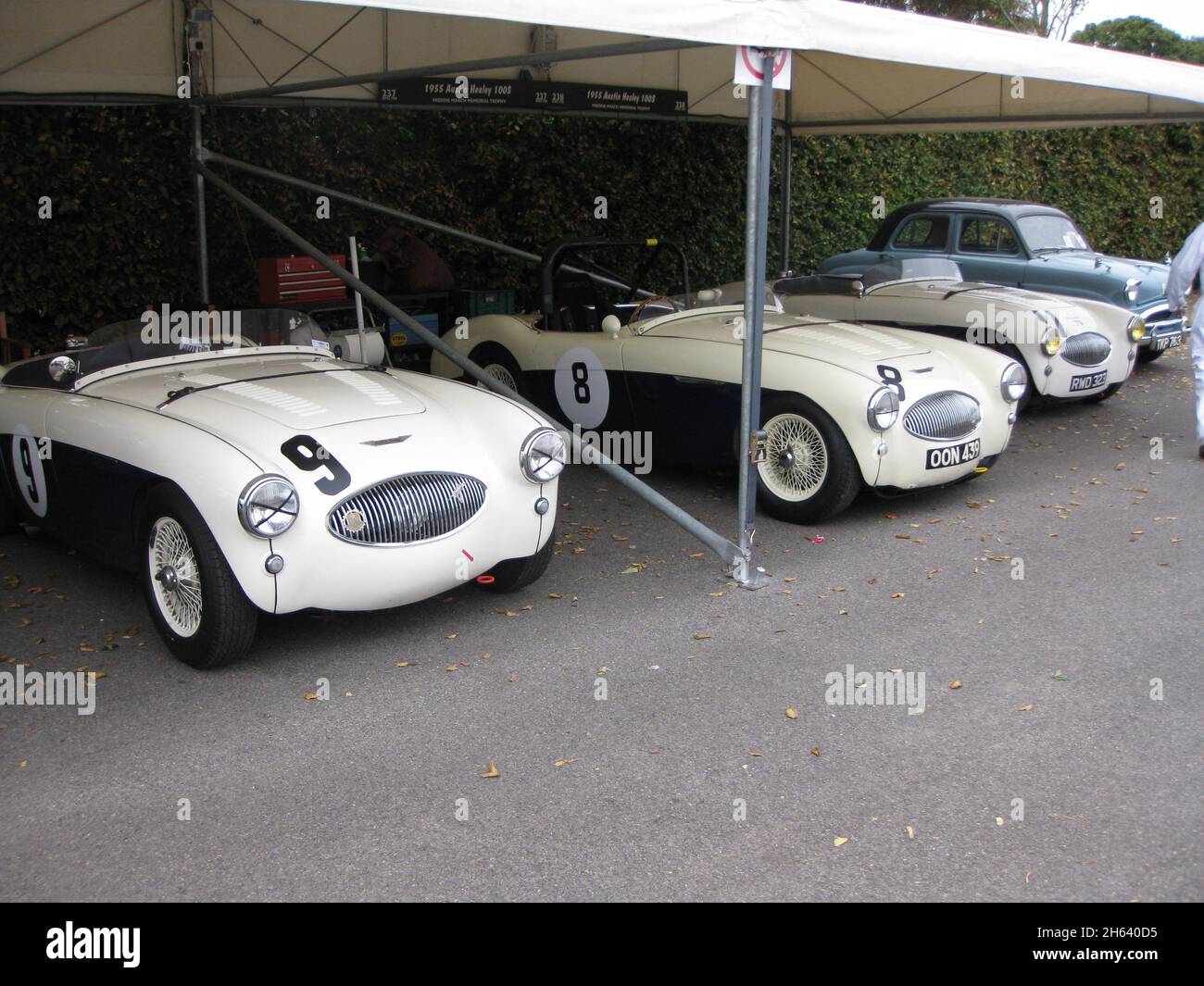 Daniel Schultimo #9, Mark Knopfler #8 1955 Austin Healey 100S, Goodwood Revival 18 settembre 2009 Foto Stock