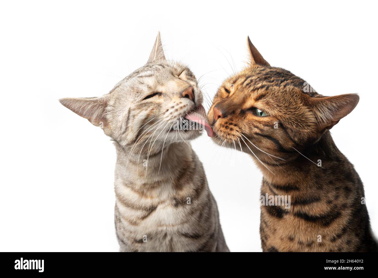 due differenti gatti bengala colorati fianco a fianco che si leccano l'un l'altro mostrando affetto isolato su sfondo bianco Foto Stock