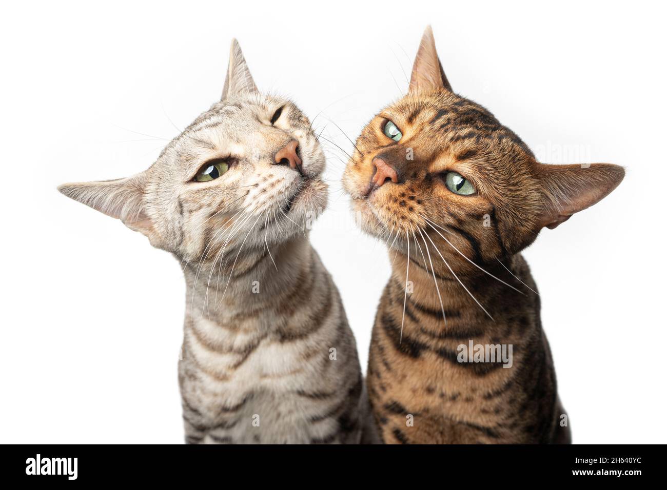 due diversi colori simmetrici che posano i gatti bengala fianco a fianco rendendo divertente faccia isolata su sfondo bianco Foto Stock