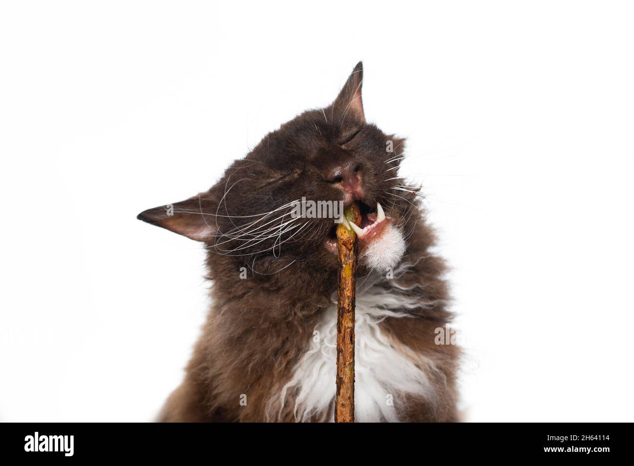 gatto marrone con pelliccia ricurly longhair che si mastica sul bastone matatabi per la cura dentale su sfondo bianco Foto Stock