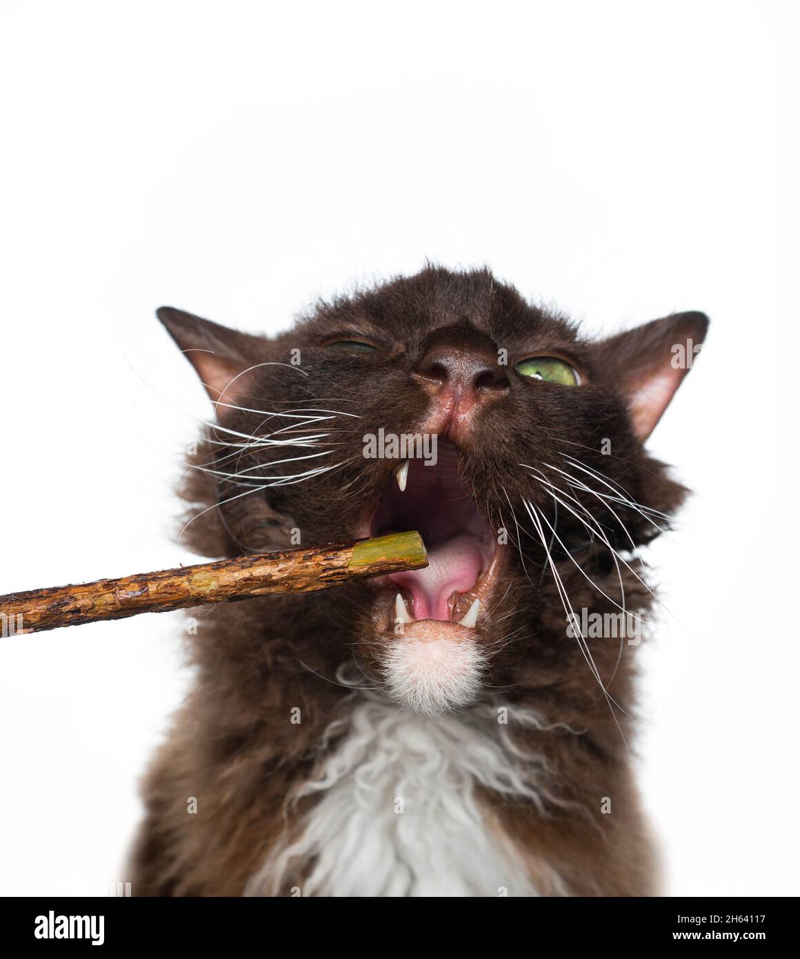 gatto marrone con pelliccia di ricci longhair che mastica su matatabi stick per la salute dentale isolato su sfondo bianco Foto Stock