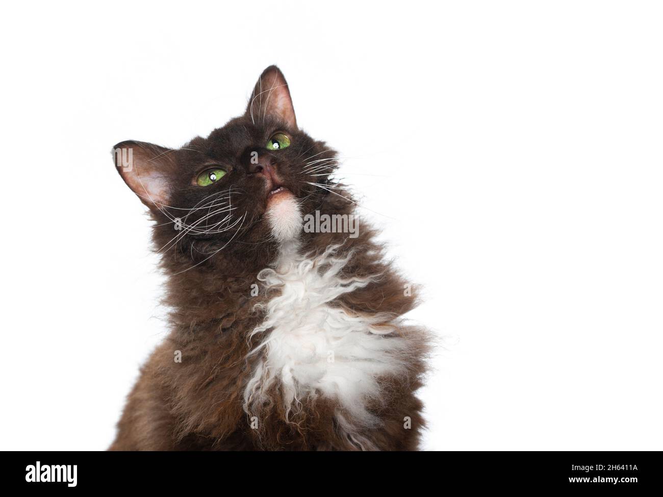 gatto marrone con pelliccia ricurly longhair che guarda in alto curiosamente isolato su sfondo bianco Foto Stock