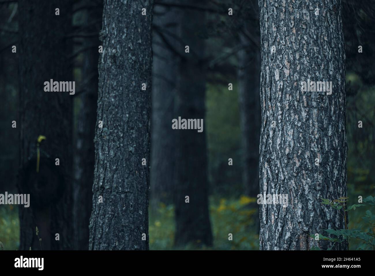 primo piano di alberi tronchi nella natura boschi foresta - sfondo del concetto di parco ambiente - immagine di colore verde per la cura della terra e salvare il pianeta Foto Stock