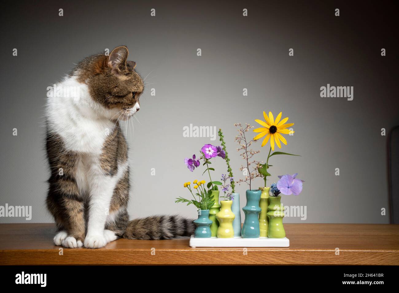 tabby bianco gatto shorthair seduto accanto vaso di fiori con piante diverse che lo guardano con spazio copia Foto Stock