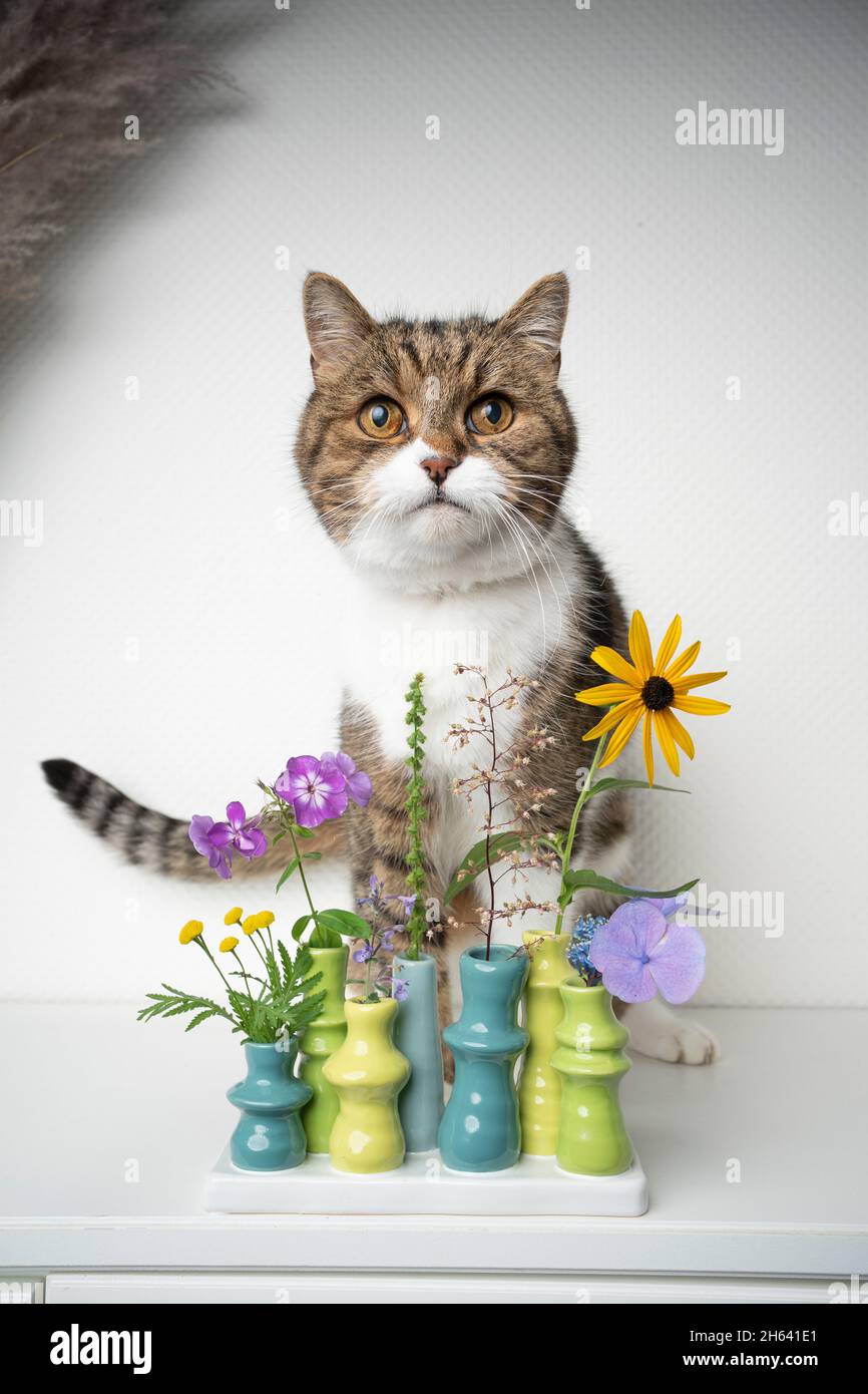 carino gatto bianco tabby seduto dietro vaso di fiori con piante diverse su sfondo bianco Foto Stock
