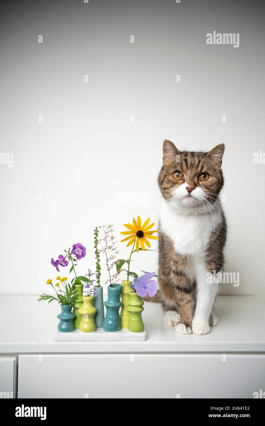 carino gatto bianco tabby seduto accanto al vaso di fiori con piante diverse su cassetto bianco guardando la macchina fotografica con spazio copia Foto Stock