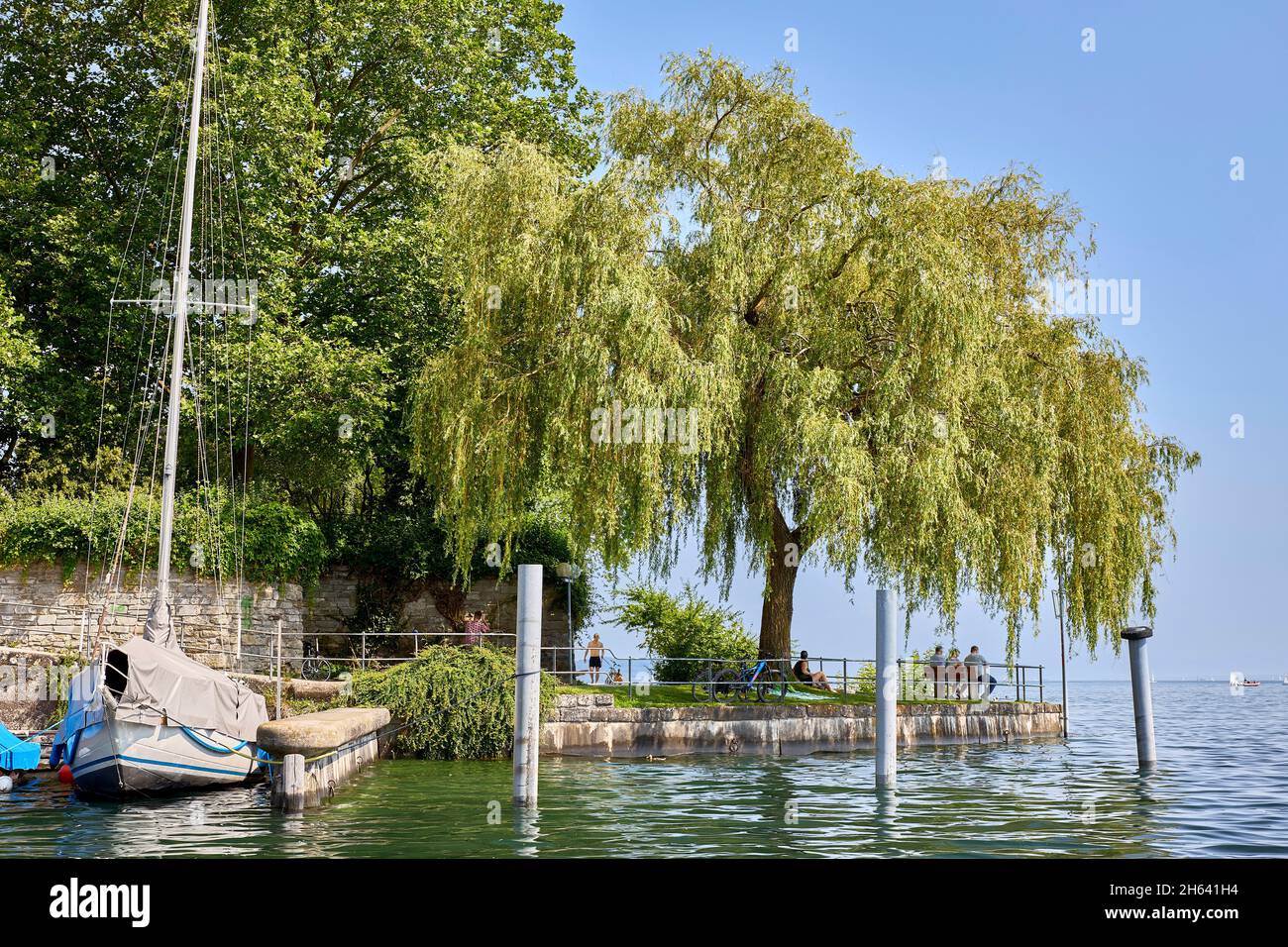 un albero a überlinger mantelhafen Foto Stock