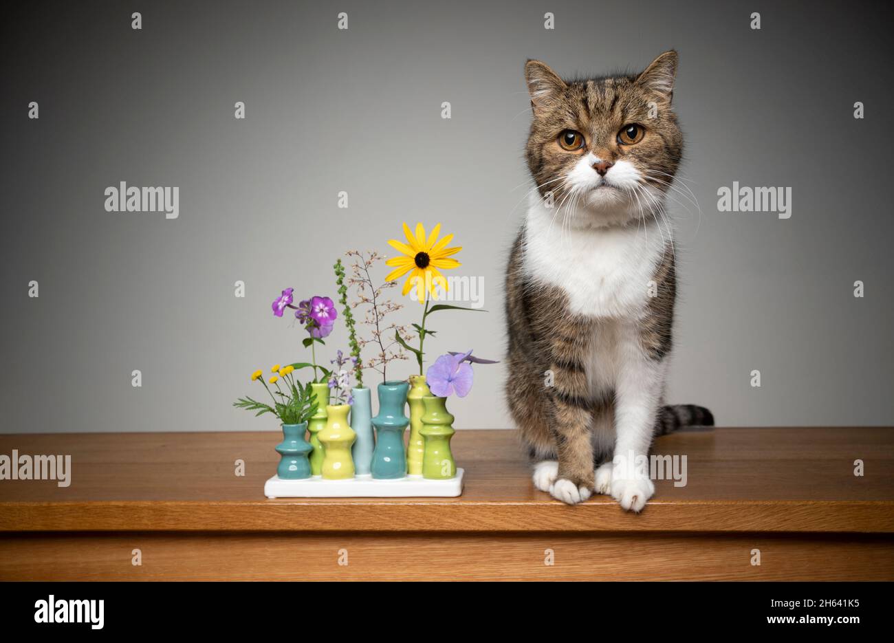 carino tabby bianco britannico gatto shorthair seduto accanto vaso fiore con piante diverse guardando la macchina fotografica con spazio copia Foto Stock