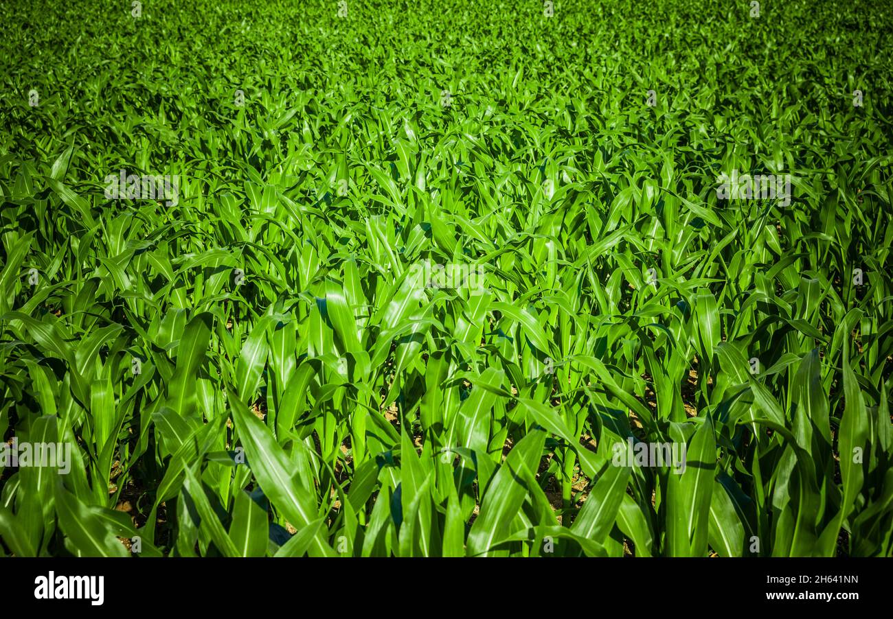 campo di mais verde giovane in estate Foto Stock