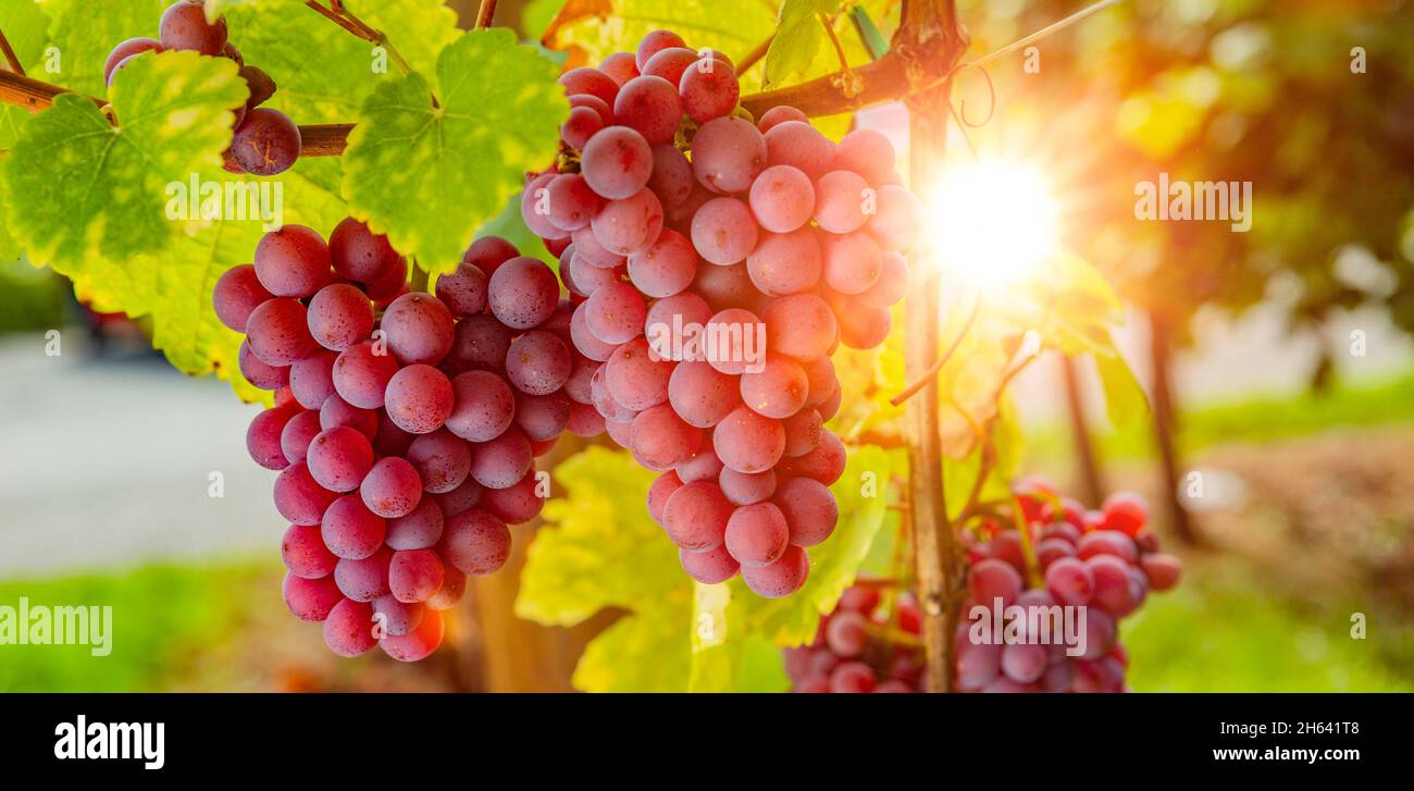 uve mature sulla vite alla luce posteriore Foto Stock