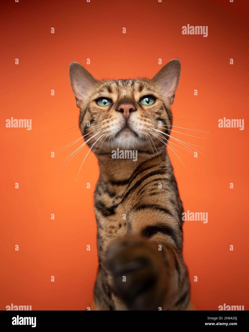 curioso gatto bruno bengala con occhi verdi che raggiunge per la macchina fotografica con zampa su sfondo arancione Foto Stock