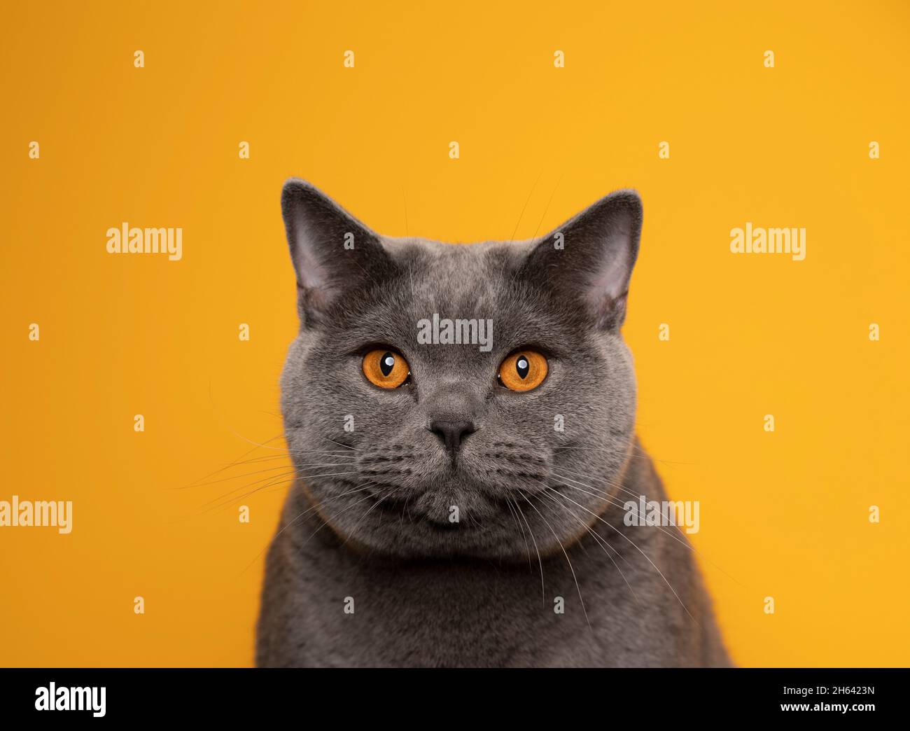 gatto blu britannico con occhi arancioni che guardano la fotocamera su sfondo giallo ritratto Foto Stock