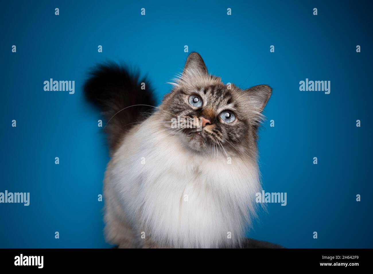 bello sigillo tabby point birman gatto testa inclinabile ritratto su sfondo blu con spazio copia Foto Stock bello sigillo tabby point birman gatto testa inclinabile ritratto su sfondo blu con spazio copia Foto Stock