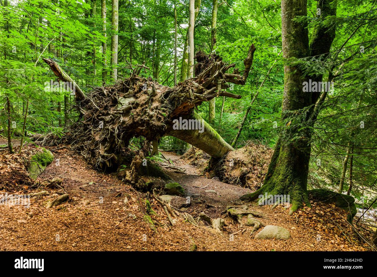 sentiero escursionistico con albero caduto nella foresta Foto Stock