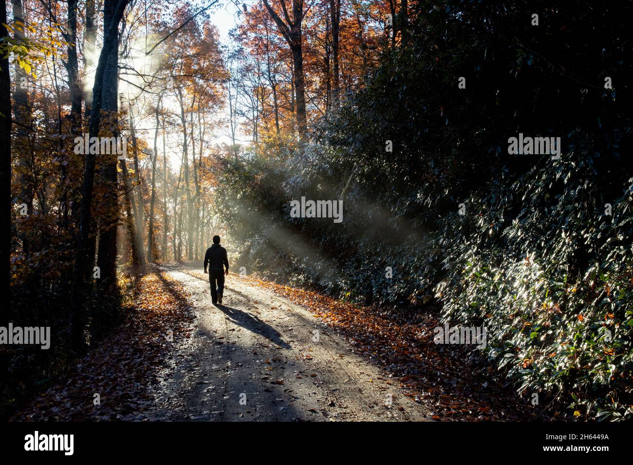 Escursionista che cammina lungo la strada forestale in prima mattina luce - Pisgah National Forest, Brevard, Carolina del Nord, Stati Uniti Foto Stock
