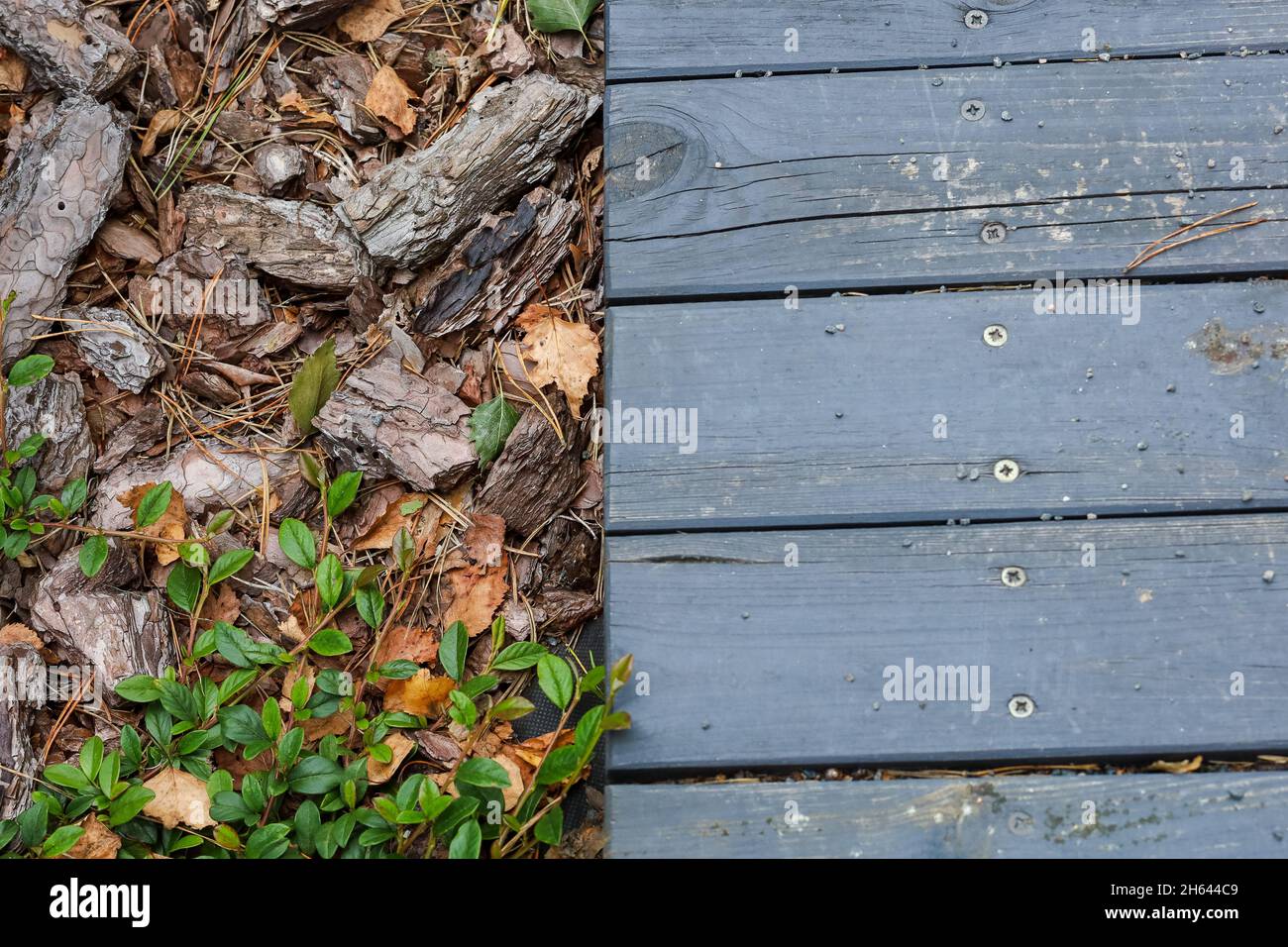 Pavimento in legno vicino alle foglie verdi, aghi di pino, pietre. Foto di alta qualità Foto Stock