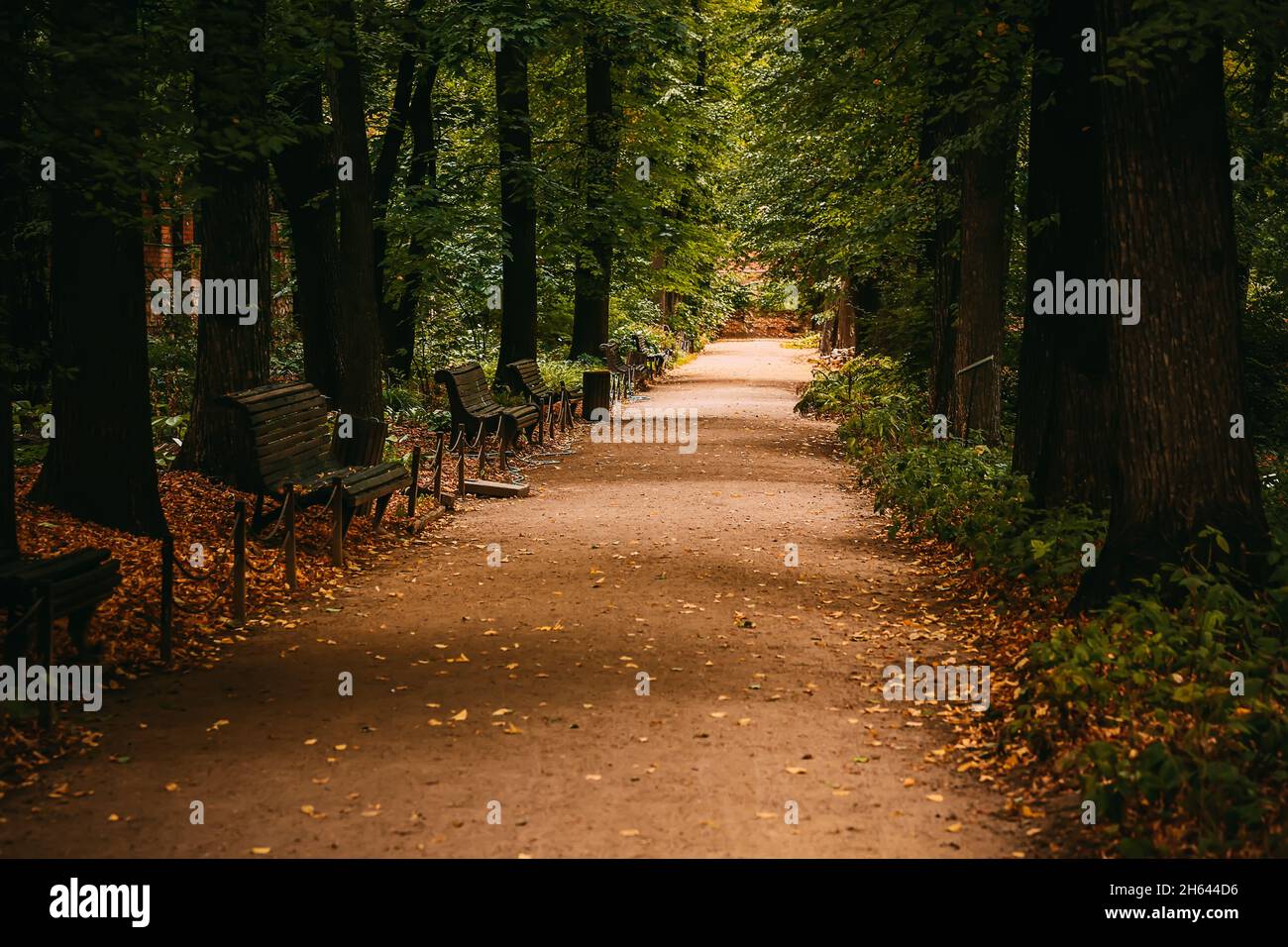 Passerella nel parco autunnale con panchine. Messa a fuoco selettiva soft. Sfondo autunno. Foto Stock