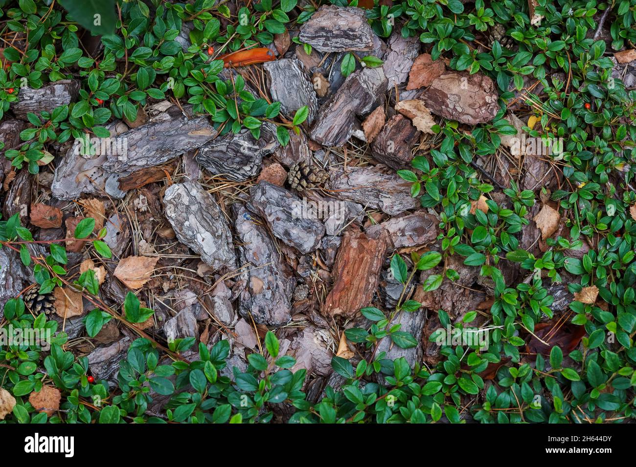 Abbaio di albero sulla terra. Sfondo, foglie verdi, aghi di pino, pietre. Foto di alta qualità Foto Stock