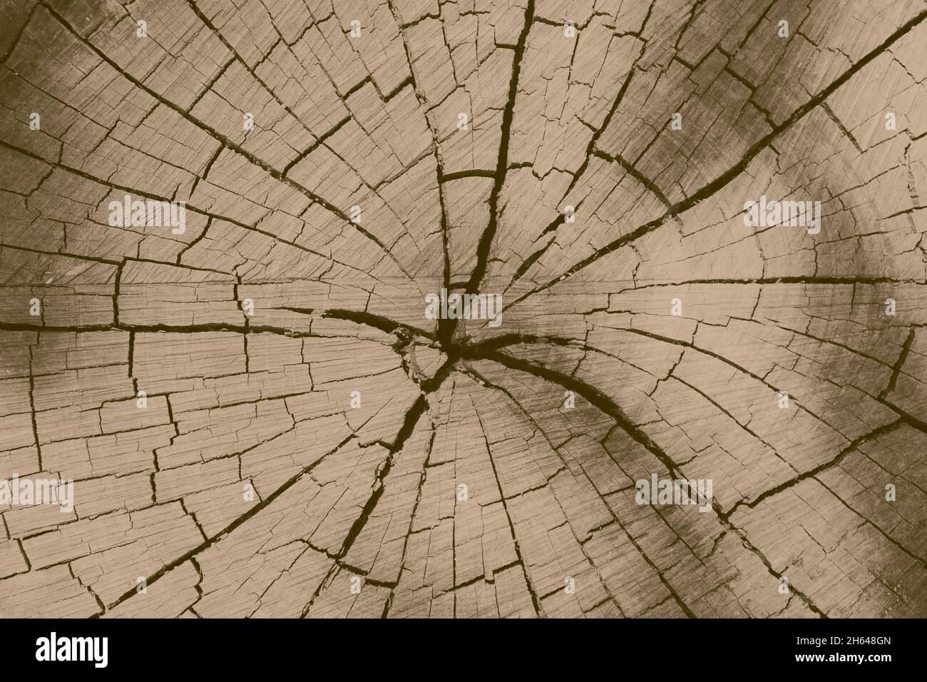 crack legno vecchio albero taglio maschera marrone colore tono texture per lo sfondo Foto Stock